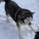 Alaskan malamute for adoption