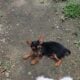 Tinkerbell. Yorkie cross