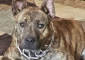 Belgian Malinois pitbull cross puppy for sale