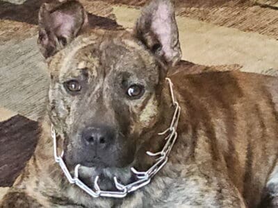 Belgian Malinois pitbull cross puppy for sale