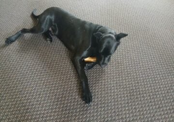 AKC Great Dane Male 1 Year Old