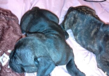 Frenchie puppies