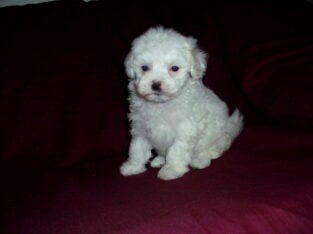 Daisy, white MaltiPoo, non-shedding