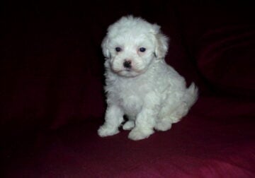 Daisy, white MaltiPoo, non-shedding