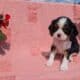AKC CAVALIER PUPS