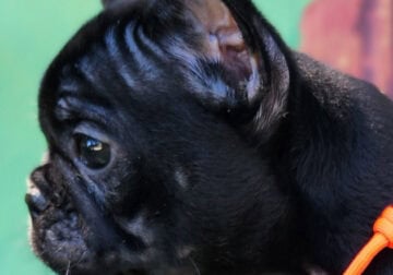 French Bulldogs