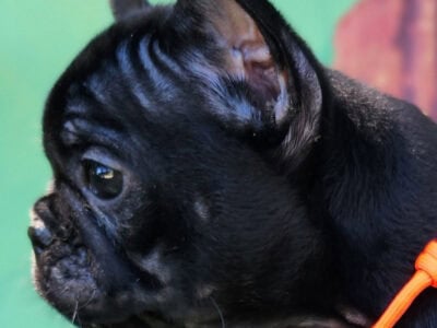 French Bulldogs