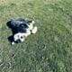 Old English Sheepdog