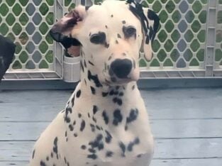 LUA/AKC Dalmatian puppies
