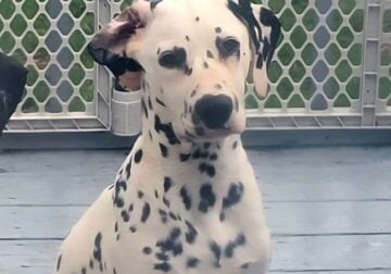 LUA/AKC Dalmatian puppies