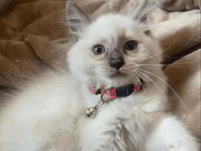 Bianca – Blue Point Ragdoll Kitten