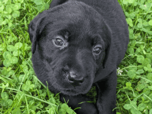 Lab puppy female (Ginny)