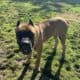 1 year old AKC registered female