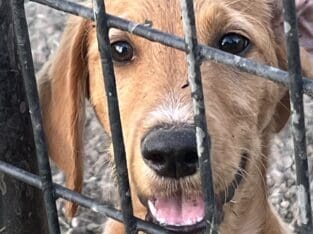 Sweet F1 Labradoodle Puppies need a home