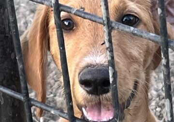 Sweet F1 Labradoodle Puppies need a home