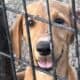 Sweet F1 Labradoodle Puppies need a home
