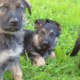 Amarillo – German Shepherd Dog puppy