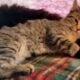 Maine Coon Mix Kittens need good Homes