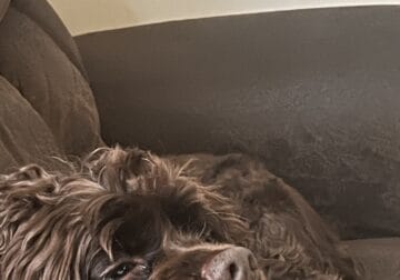 Cocker Spaniel