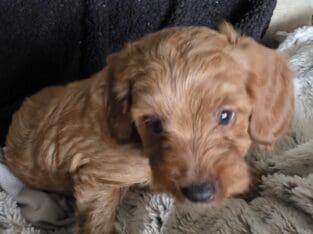 ZIG ZAG F1B Male Toy Goldendoodle