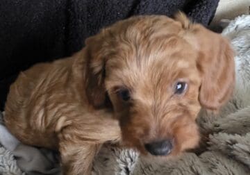 ZIG ZAG F1B Male Toy Goldendoodle
