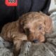 ZIG ZAG F1B Male Toy Goldendoodle
