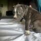 XL American Bully x APBT puppies!