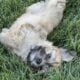 Shih Tzu Poodle Mix Male Puppy