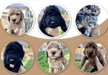 Puppies for sale