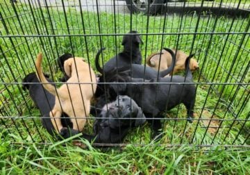 Lab mix puppies