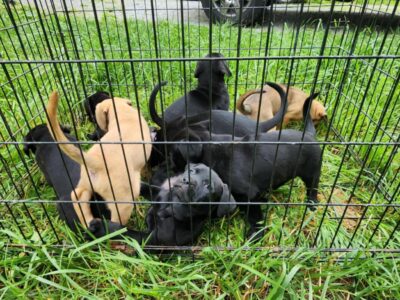 Lab mix puppies