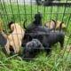 Lab mix puppies