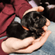 Amarillo – German Shepherd Dog puppy
