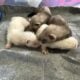 Privately bred baby ferrets