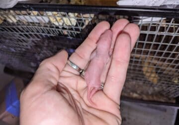 Week old Baby rats
