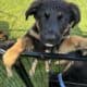 Hi I’m Nokie a 10.5 week Shepherd pup from Butler