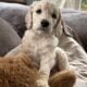 Goldendoodle puppies