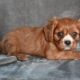 AKC Cavalier King Charles Wooster OH Bella