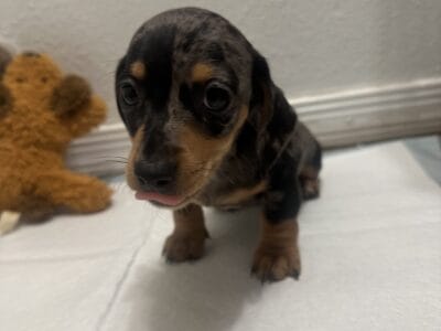 Speckled Miniature Dachshund Pup for Sale