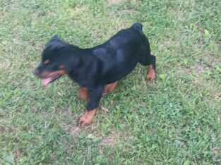 AKC registered Rottweiler puppies