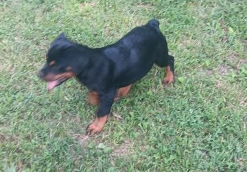 AKC registered Rottweiler puppies