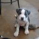 Four 8 week old pitpull for rehoming 2female/males