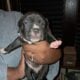 Blue Merle Puppys 5/11/25