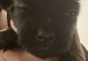 Puppies 4 Sale