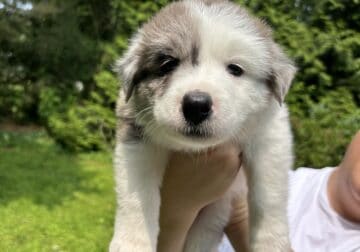 Daisy – Australian Sheppard Mix