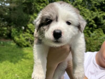 Daisy – Australian Sheppard Mix