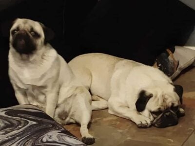 3 year old adult male pug