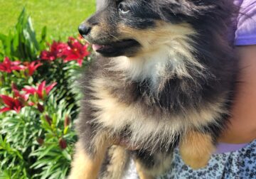 SuzyQs Precious Onyx