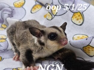 Sugar Gliders
