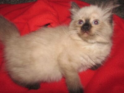 ragdolls for sale